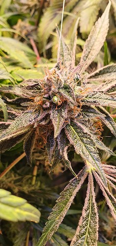Growreport Bild 12