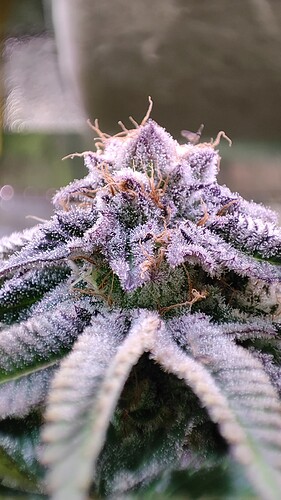 Growreport Bild 29