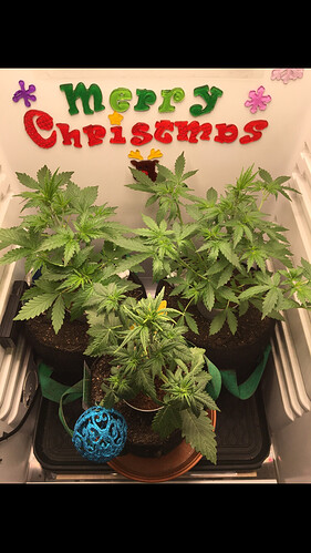 Growreport Bild 44