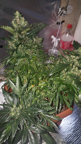 163552758989995939709