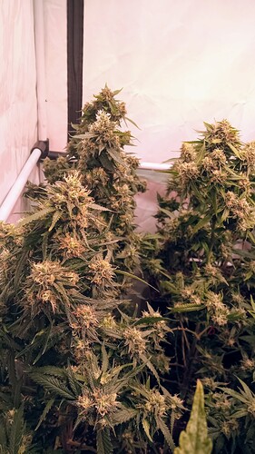 Growreport Bild 55