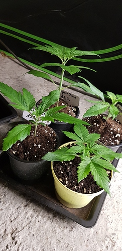 Growreport Bild 21