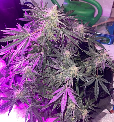 Growreport Bild 8