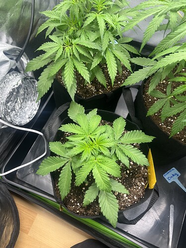 Growreport Bild 33