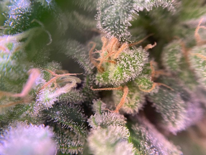 Growreport Bild 36