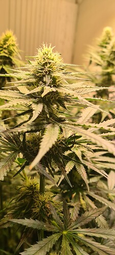 Growreport Bild 4
