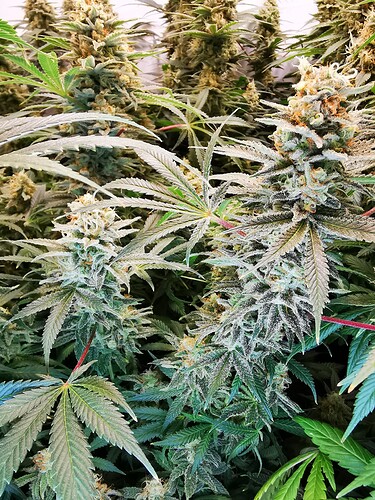 Growreport Bild 3