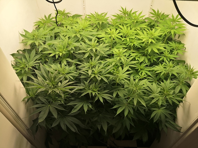 Growreport Bild 1