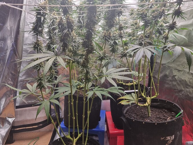 Growreport Bild 7