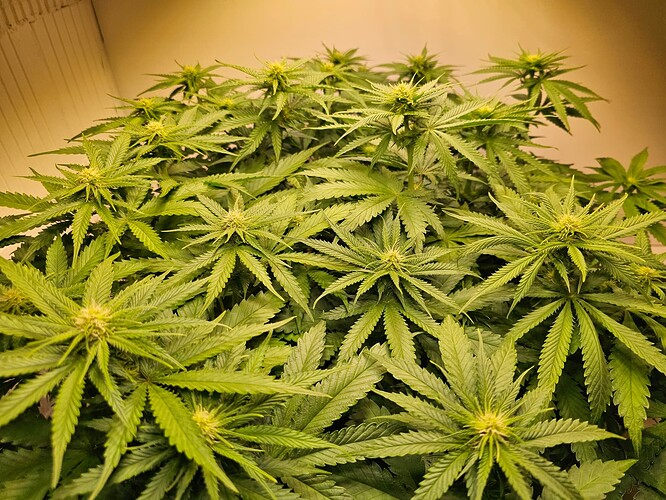 Growreport Bild 1