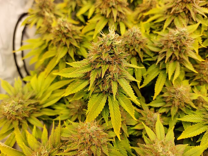Growreport Bild 16