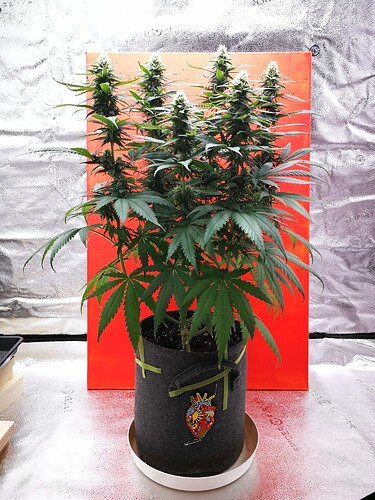 Growreport Bild 6