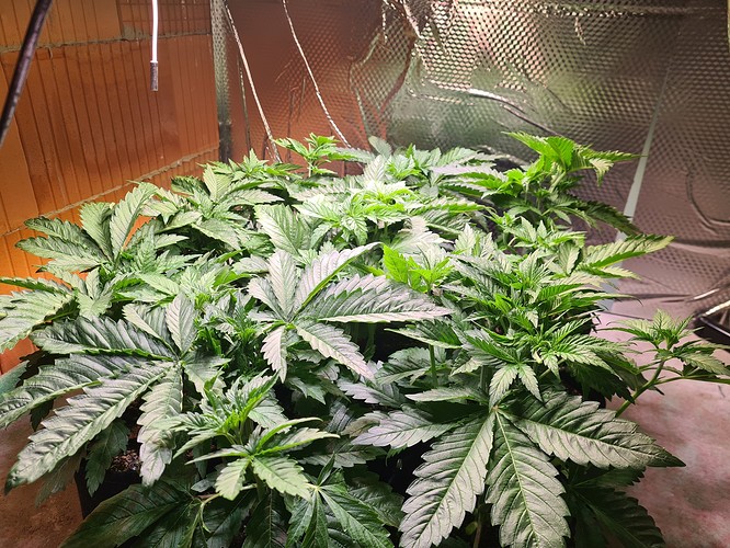 Mehrere junge Cannabispflanzen in einem Zelt, die sich in der Wachstumsphase befinden und etwa 30 cm hoch sind.