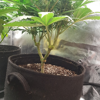 Growreport Bild 5