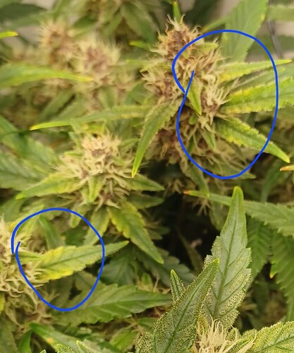 Growreport Bild 4
