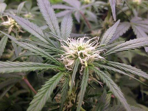 VT42_BW3_210121_NLBluete