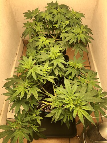 Growreport Bild 2