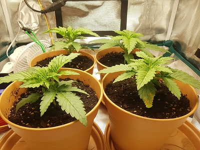 Growreport Bild 20
