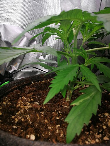 Growreport Bild 185