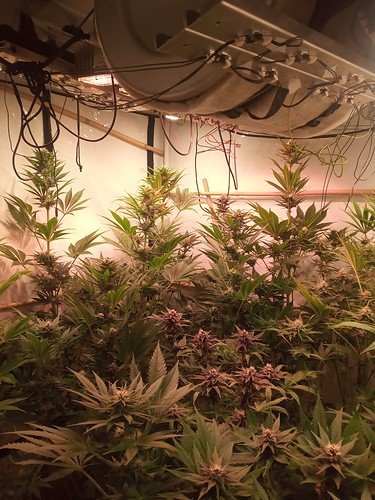 Growreport Bild 57