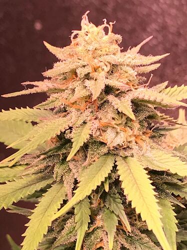 Growreport Bild 3