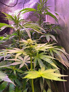 Growreport Bild 4