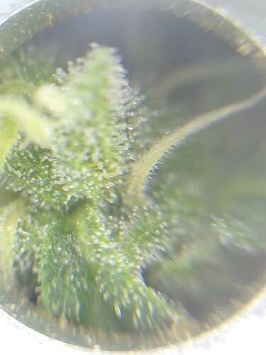 Growreport Bild 5