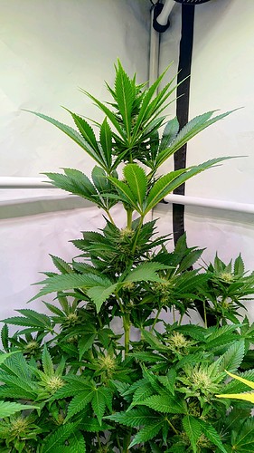 Growreport Bild 12