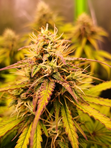 Growreport Bild 3
