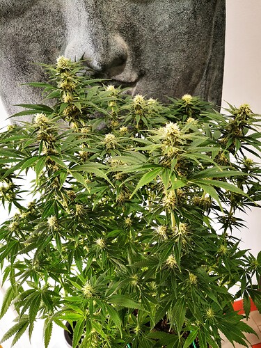 Growreport Bild 4