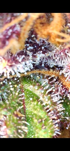 Growreport Bild 26
