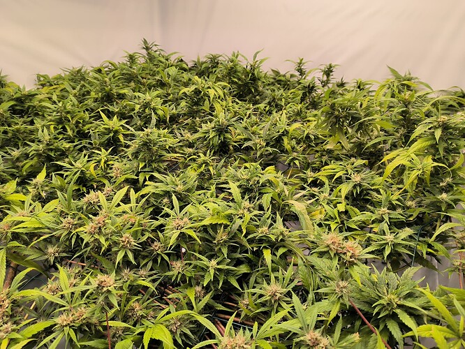Growreport Bild 8