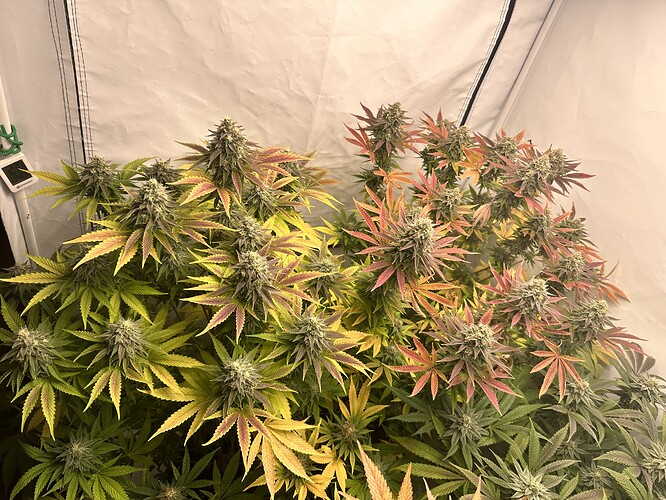 Growreport Bild 1