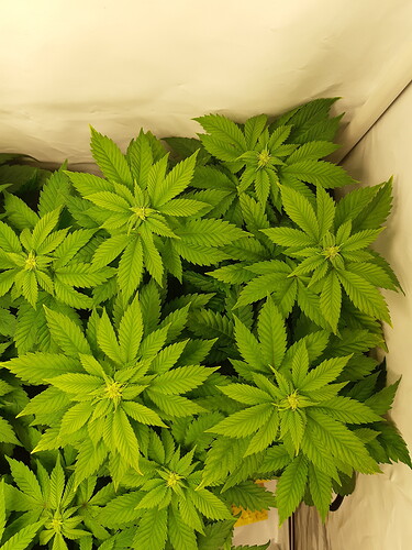 Growreport Bild 3