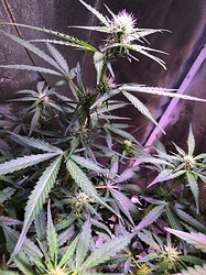 Growreport Bild 6