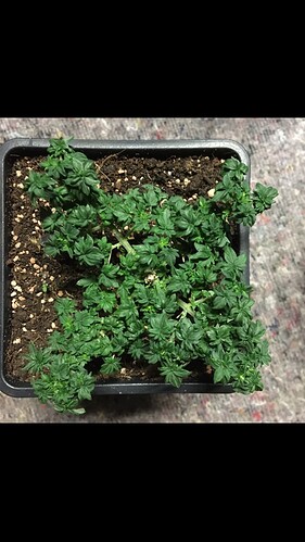 Growreport Bild 3
