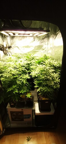 Growreport Bild 36