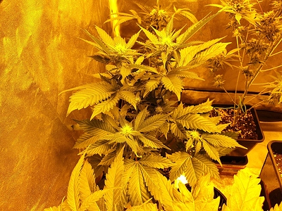Growreport Bild 26