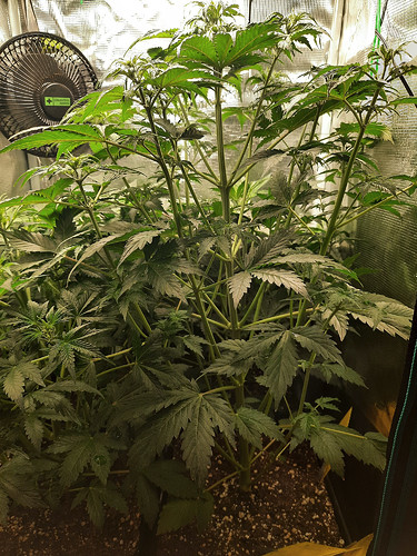 Growreport Bild 5
