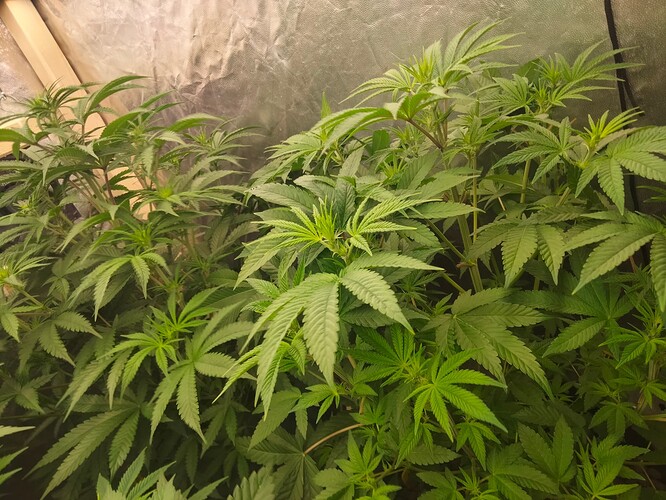 Growreport Bild 13