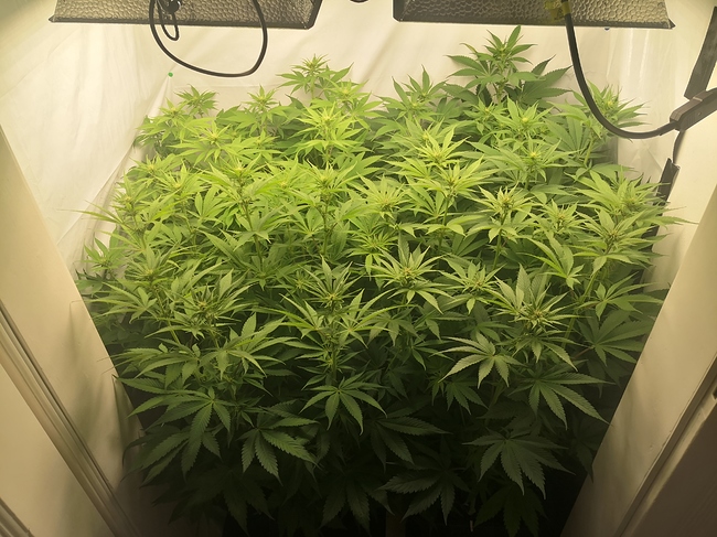 Growreport Bild 4