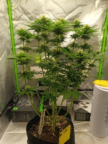 Growreport Bild 7