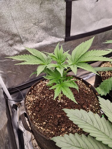 Growreport Bild 46