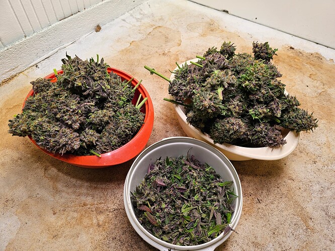 Growreport Bild 37