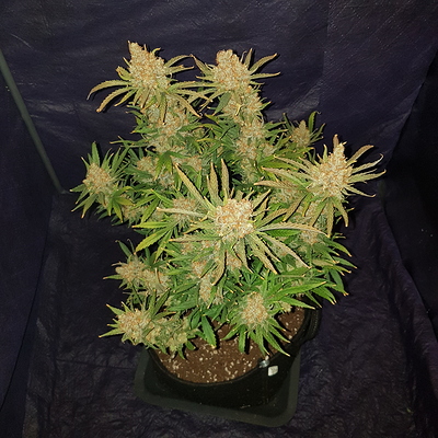 Growreport Bild 10