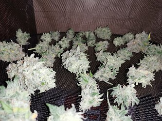 Growreport Bild 7