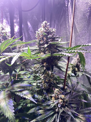 Growreport Bild 19