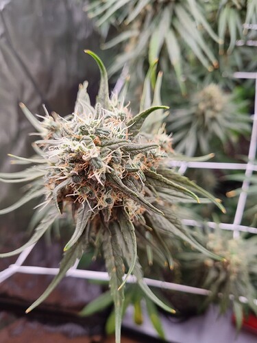 Growreport Bild 43