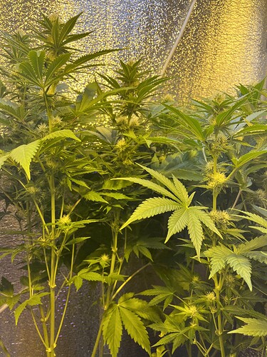 Growreport Bild 4