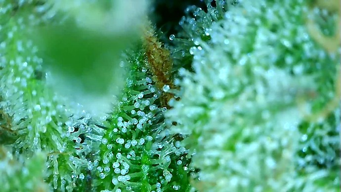 Growreport Bild 52